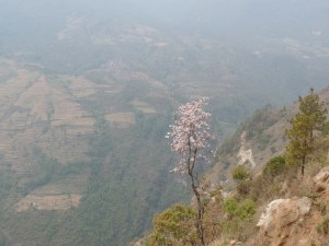 Flowering tree on our way up.
